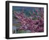 Pink Flowering Cherry Tree and Whitewashed Buildings, Ronda, Spain-Merrill Images-Framed Photographic Print