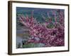 Pink Flowering Cherry Tree and Whitewashed Buildings, Ronda, Spain-Merrill Images-Framed Photographic Print