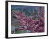 Pink Flowering Cherry Tree and Whitewashed Buildings, Ronda, Spain-Merrill Images-Framed Photographic Print
