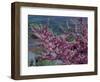 Pink Flowering Cherry Tree and Whitewashed Buildings, Ronda, Spain-Merrill Images-Framed Photographic Print