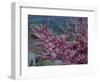 Pink Flowering Cherry Tree and Whitewashed Buildings, Ronda, Spain-Merrill Images-Framed Photographic Print