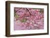 Pink flowering dogwood tree branch, Kentucky-Adam Jones-Framed Photographic Print