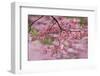 Pink flowering dogwood tree branch, Kentucky-Adam Jones-Framed Photographic Print