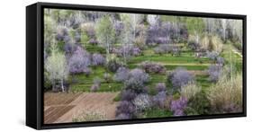 Pink flowering trees in grassy meadow, Morocco-Art Wolfe-Framed Stretched Canvas