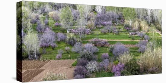 Pink flowering trees in grassy meadow, Morocco-Art Wolfe-Stretched Canvas