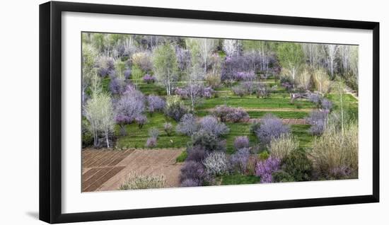 Pink flowering trees in grassy meadow, Morocco-Art Wolfe-Framed Photographic Print