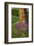 Pink flowers around a tree-Adriano Bacchella-Framed Photo