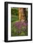 Pink flowers around a tree-Adriano Bacchella-Framed Photo