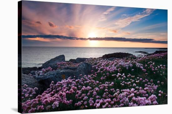 Pink Flowers at Sunset-Spumador-Stretched Canvas