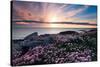 Pink Flowers at Sunset-Spumador-Stretched Canvas