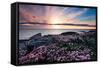 Pink Flowers at Sunset-Spumador-Framed Stretched Canvas