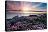 Pink Flowers at Sunset-Spumador-Stretched Canvas