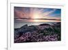 Pink Flowers at Sunset-Spumador-Framed Photographic Print