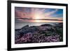 Pink Flowers at Sunset-Spumador-Framed Photographic Print