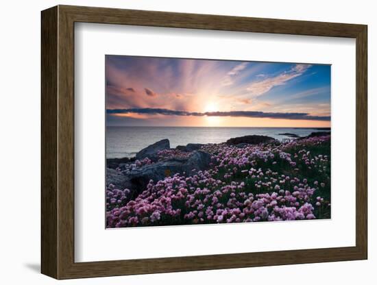 Pink Flowers at Sunset-Spumador-Framed Photographic Print