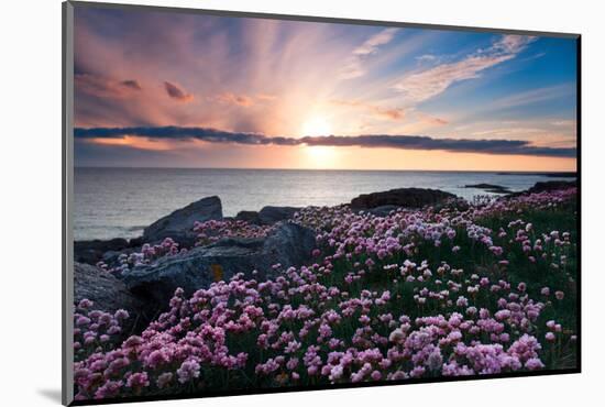 Pink Flowers at Sunset-Spumador-Mounted Photographic Print