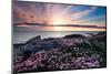 Pink Flowers at Sunset-Spumador-Mounted Photographic Print