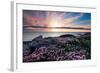 Pink Flowers at Sunset-Spumador-Framed Photographic Print