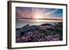 Pink Flowers at Sunset-Spumador-Framed Photographic Print