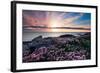 Pink Flowers at Sunset-Spumador-Framed Photographic Print