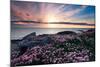 Pink Flowers at Sunset-Spumador-Mounted Photographic Print