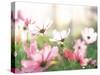 Pink Flowers in Meadow-null-Stretched Canvas