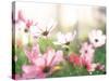 Pink Flowers in Meadow-null-Stretched Canvas