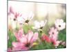 Pink Flowers in Meadow-null-Mounted Photographic Print