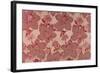 Pink Flowers on a Baise Background-null-Framed Giclee Print