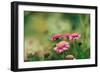 Pink Flowers Outdoors-Carolina Hernandez-Framed Photographic Print