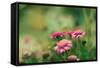 Pink Flowers Outdoors-Carolina Hernandez-Framed Stretched Canvas