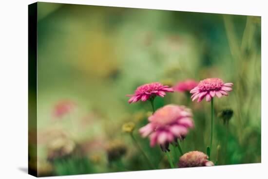 Pink Flowers Outdoors-Carolina Hernandez-Stretched Canvas