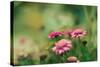 Pink Flowers Outdoors-Carolina Hernandez-Stretched Canvas