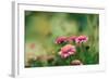 Pink Flowers Outdoors-Carolina Hernandez-Framed Photographic Print