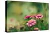 Pink Flowers Outdoors-Carolina Hernandez-Stretched Canvas