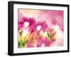 Pink Flowers-null-Framed Photographic Print