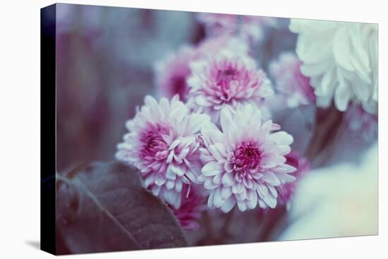 Pink Flowers-Carolina Hernandez-Stretched Canvas