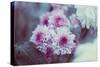 Pink Flowers-Carolina Hernandez-Stretched Canvas