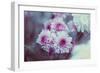 Pink Flowers-Carolina Hernandez-Framed Photographic Print