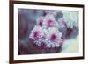 Pink Flowers-Carolina Hernandez-Framed Photographic Print