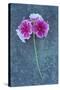 Pink Flowers-Den Reader-Stretched Canvas