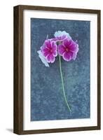 Pink Flowers-Den Reader-Framed Photographic Print