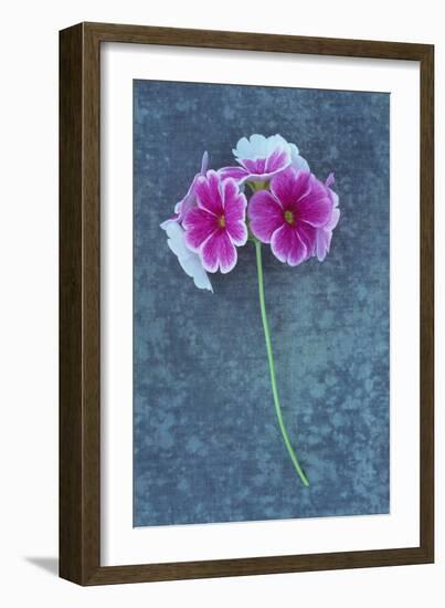 Pink Flowers-Den Reader-Framed Photographic Print