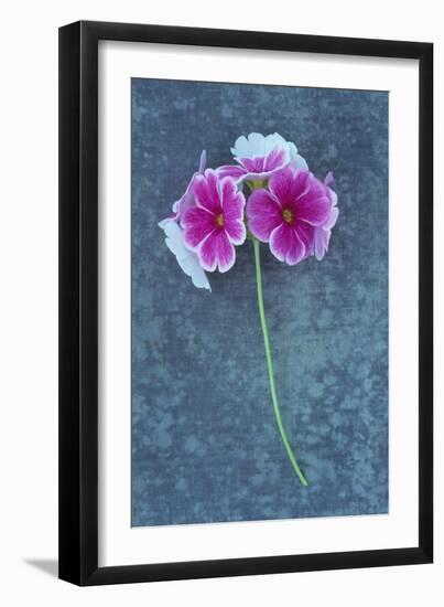 Pink Flowers-Den Reader-Framed Photographic Print