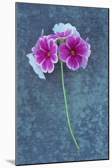 Pink Flowers-Den Reader-Mounted Photographic Print