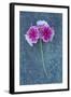 Pink Flowers-Den Reader-Framed Photographic Print