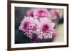 Pink Flowers-Carolina Hernandez-Framed Photographic Print