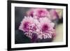 Pink Flowers-Carolina Hernandez-Framed Photographic Print