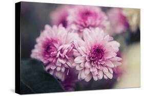 Pink Flowers-Carolina Hernandez-Stretched Canvas