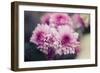 Pink Flowers-Carolina Hernandez-Framed Photographic Print